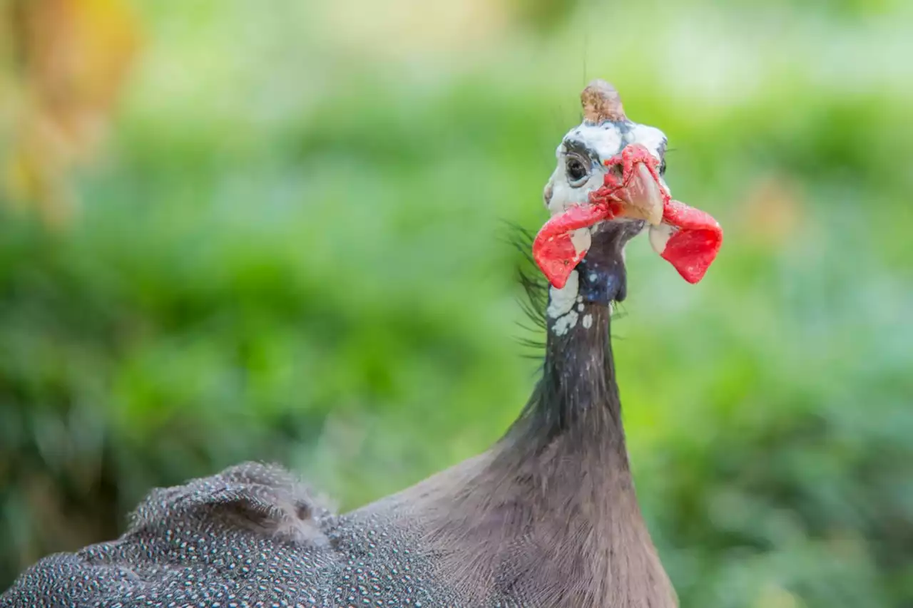 Court allows B.C. woman to keep guinea fowl hens as pets