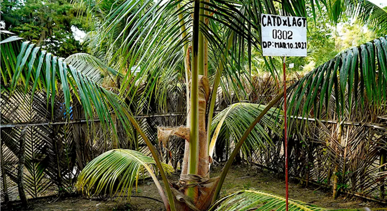 DOST-PCAARRD, PCA launch 7 coconut hybridization R&D projects • BusinessMirror