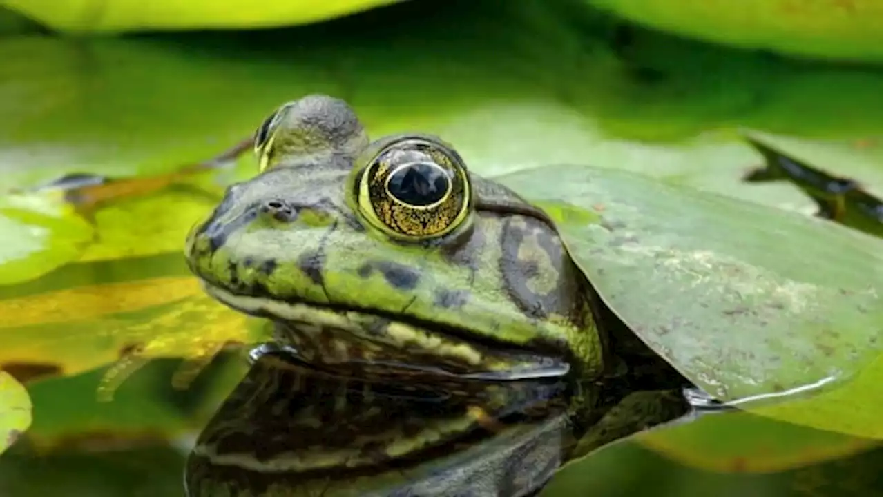 Fisherman gets go-ahead to harvest invasive frogs for food from B.C. lake