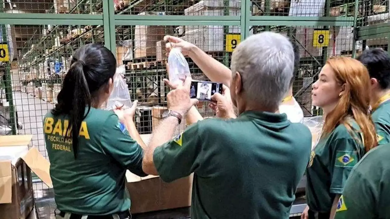 Cabeça de babuíno e ratos empalados são apreendidos pelo Ibama no Aeroporto de Guarulhos