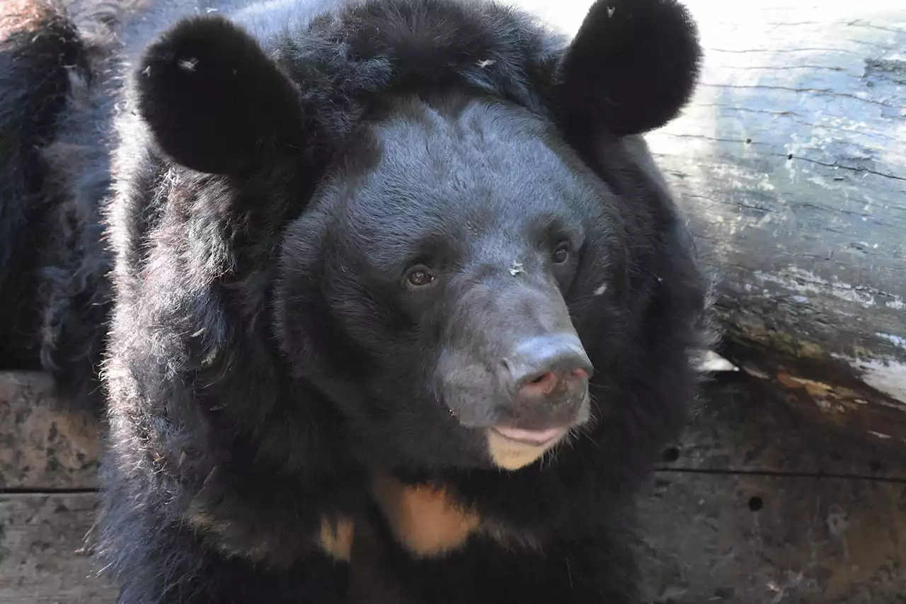 Urso ucraniano traumatizado pela guerra na Ucrânia será adotado por zoológico escocês