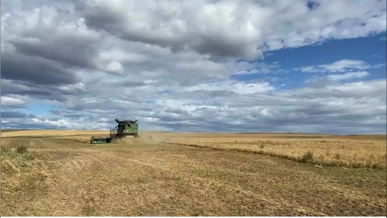 Southern Alberta farmers reeling from disappointing harvest