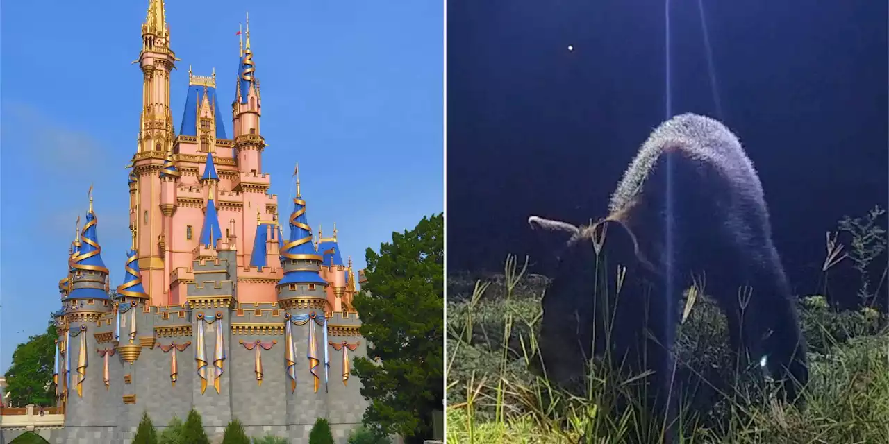 Watch the Disney World bear return to the wild in adorable video