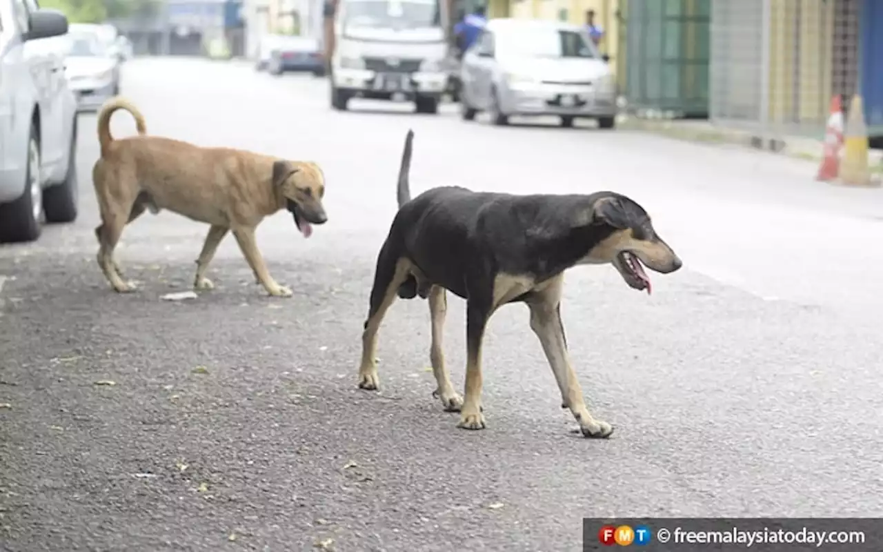 Dogs must be neutered to get licences, Negeri Sembilan MB tells owners