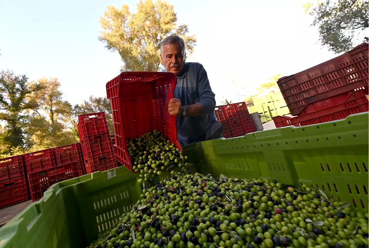 Olive Oil Prices Jump 50%—And Climate Change Might Be Why