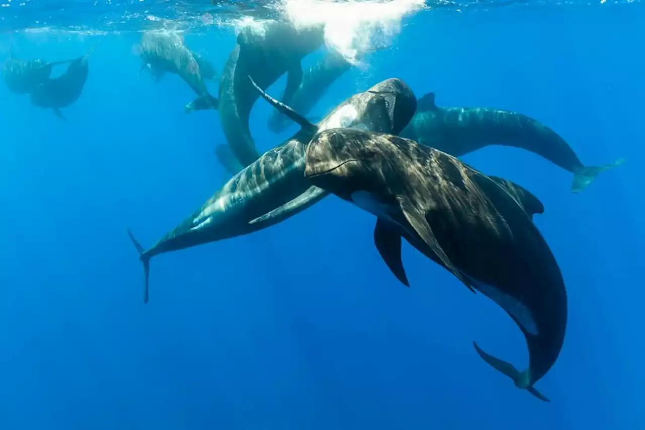 DOCUMENTAIRE. Plongée à la rencontre d’une faune sauvage exceptionnelle dans 'Pelagos, voyage au large de la Méditerranée'