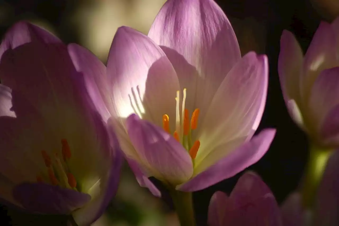 NATURE. Colchiques dans les prés... on vous dit sur cette magnifique fleur messager de l'automne