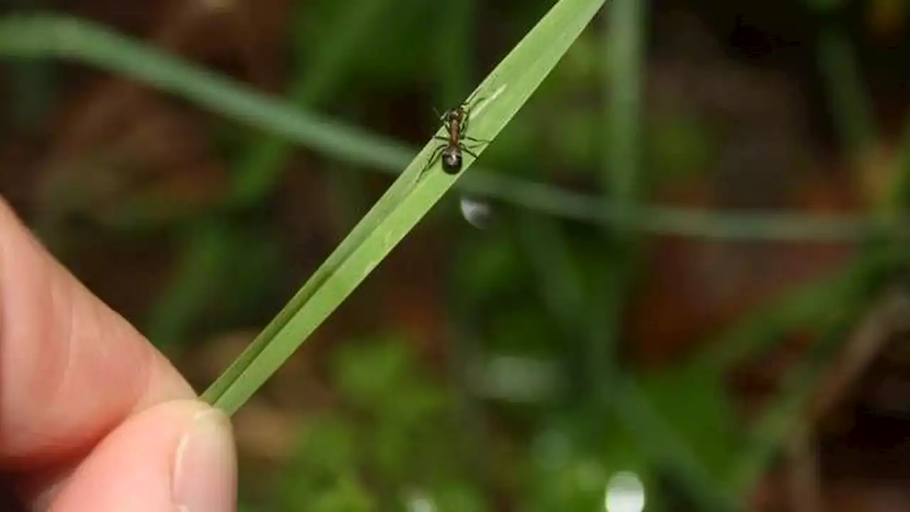 Scientists Have Found the 'Zombie Switch' for a Brain-Controlling Ant Parasite