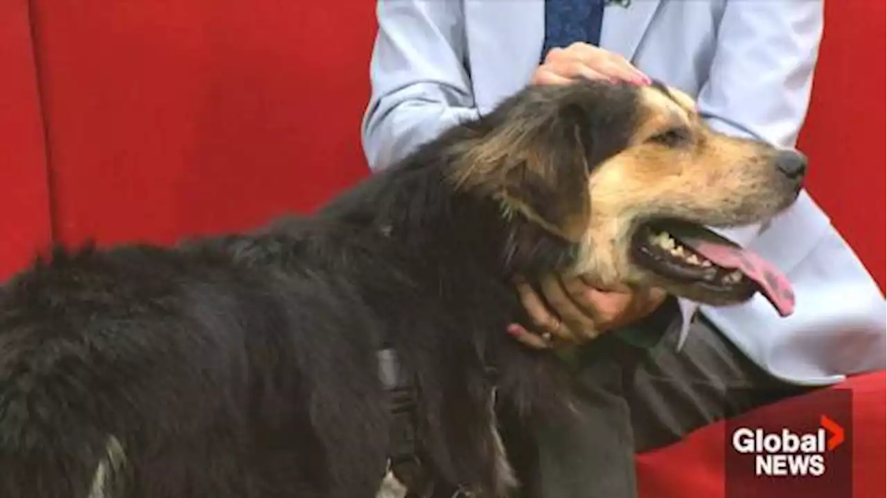 Cochrane Humane Society features Mortimer, a 2-year-old dog ready for adoption