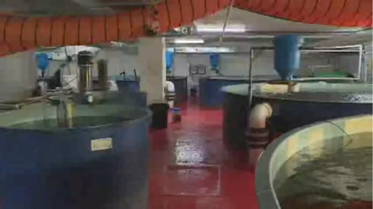 Arctic char thriving at urban fish farm in Montreal | Watch News Videos Online