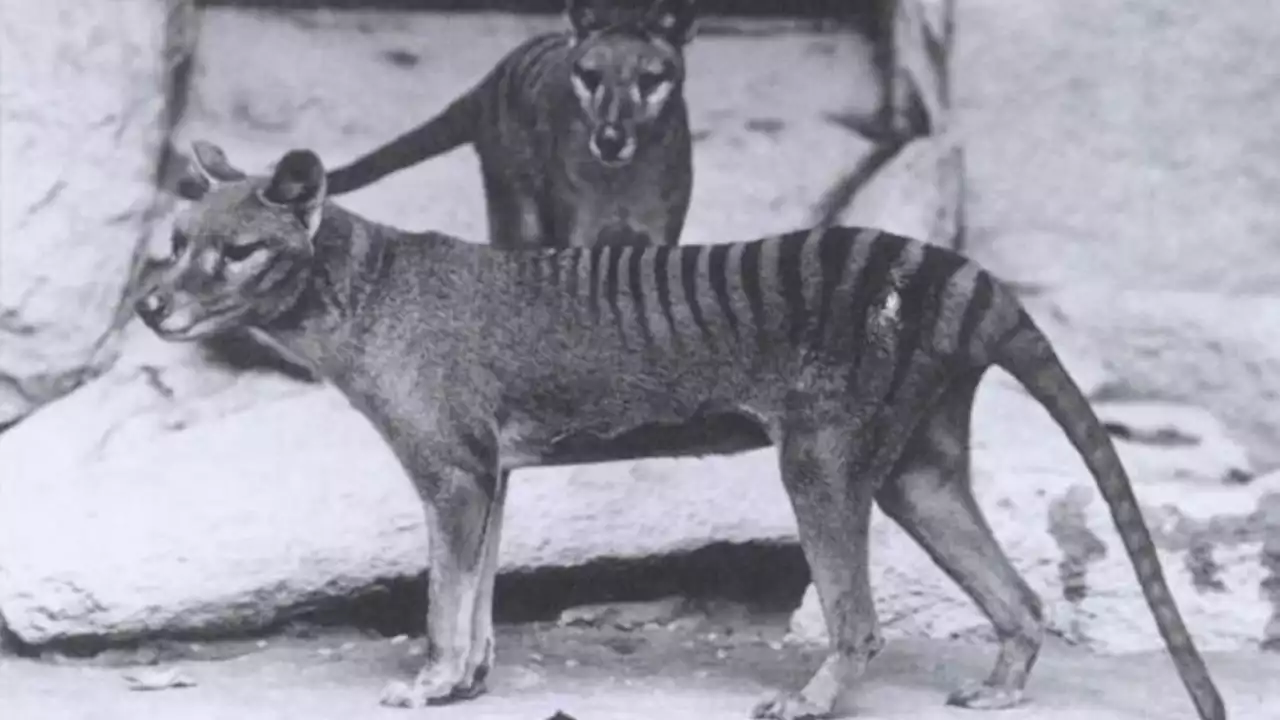 Tasmanian tiger RNA extracted — a first from extinct species