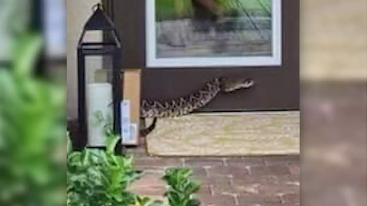 Amazon driver in serious condition after being bitten by rattlesnake in Florida