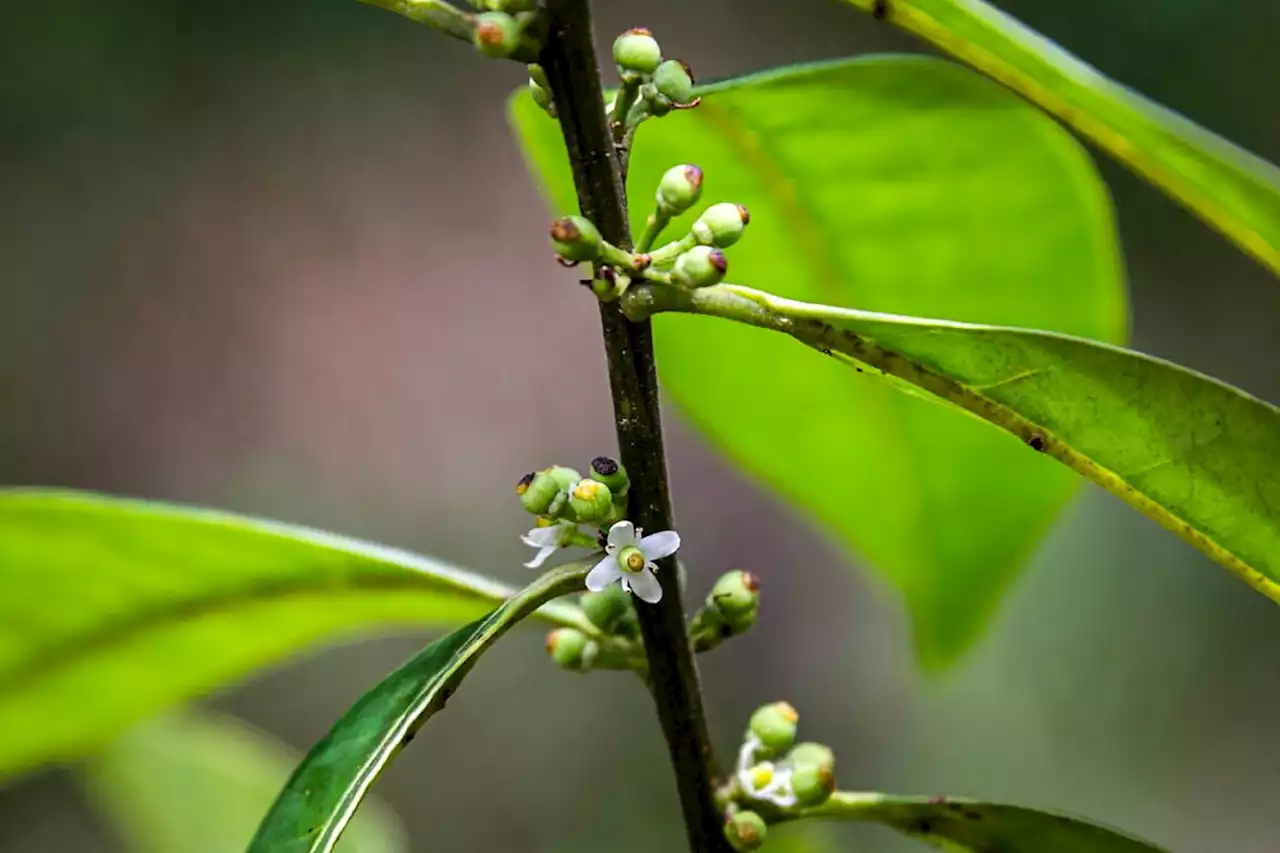 Brésil: des scientifiques repèrent un arbre que l'on croyait éteint depuis 185 ans