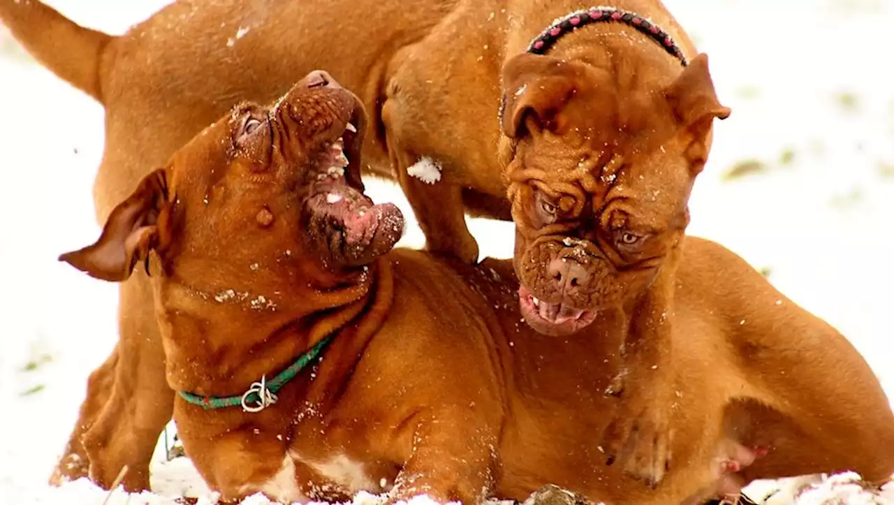 Pyrénées : encerclées et blessées par des chiens de montagne, deux touristes anglaises secourues en hélicoptère