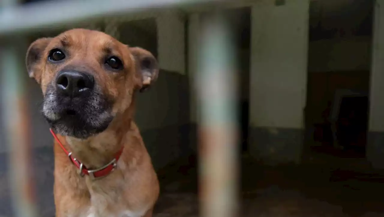 Crématorium : les animaux auront eux aussi droit à leurs obsèques dans le Lot-et-Garonne