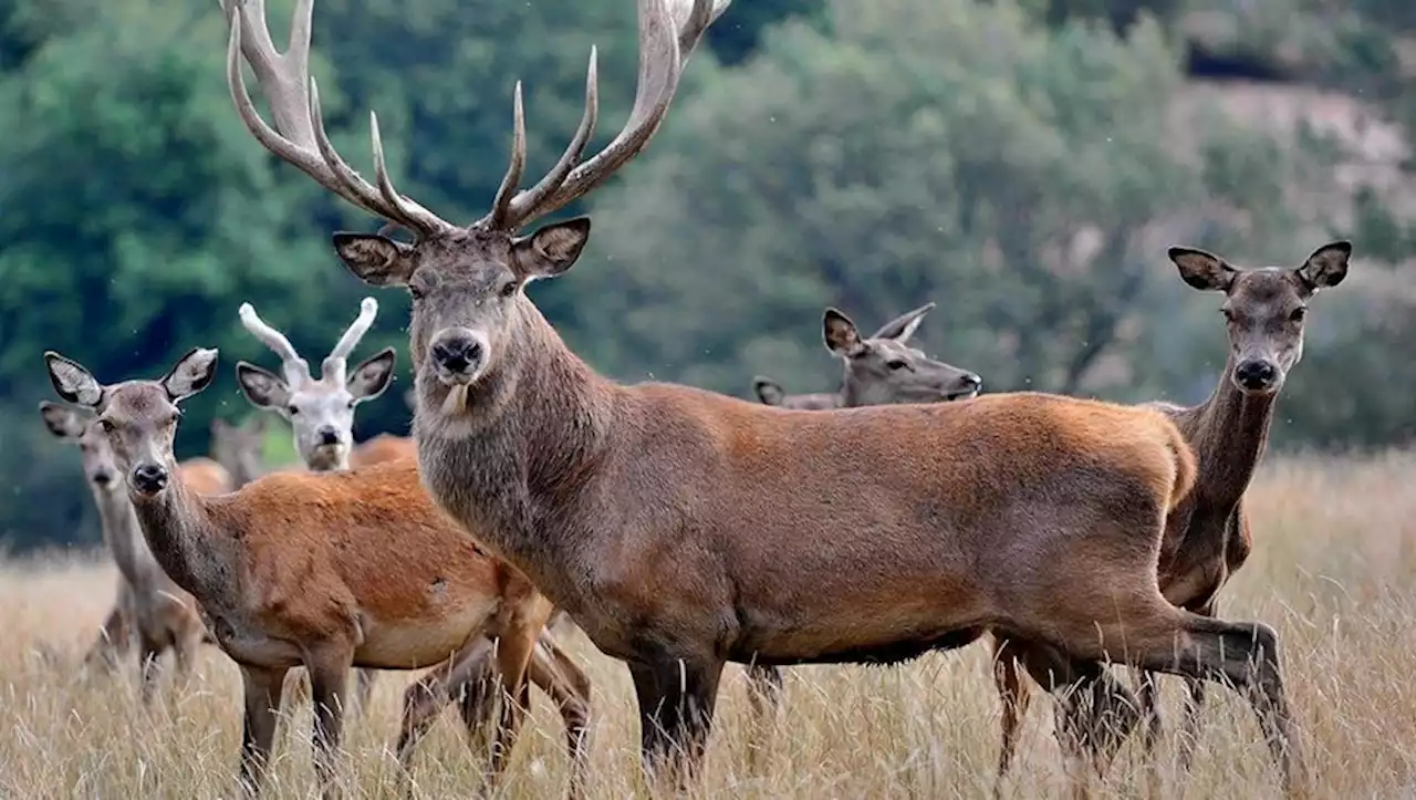 Hautes-Pyrénées : détection d'un cas de maladie hémorragique épizootique (MHE) dans un élevage bovin