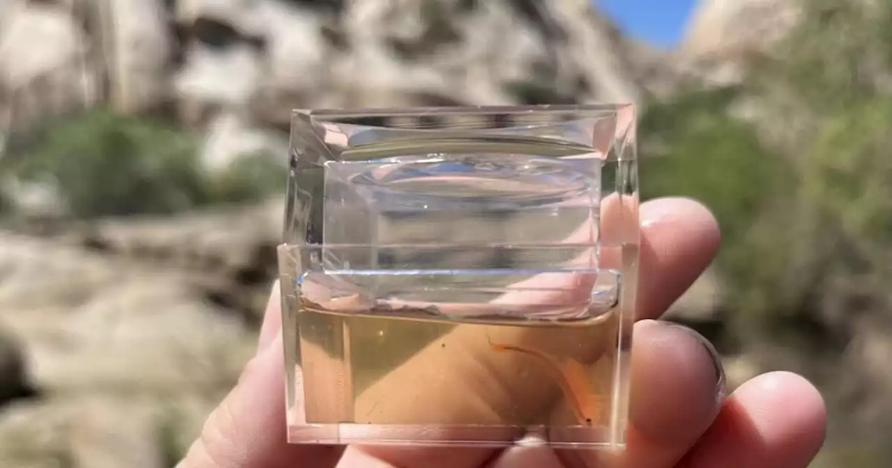 Shrimp In Joshua Tree? Allow Us To Explain