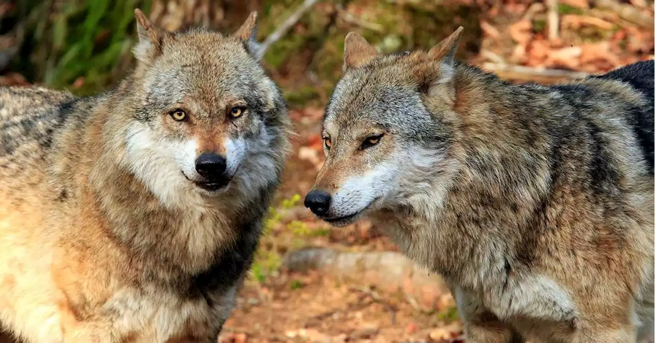 'Plan loup' 2024-2029 : ce que proposent les associations de protection de la nature