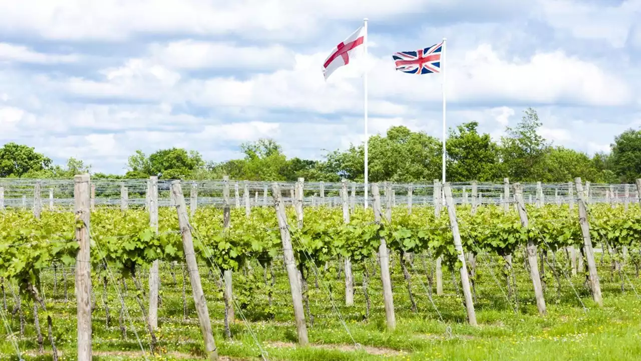 Au Royaume-Uni, l'incroyable progression de la vigne jusqu'en Ecosse