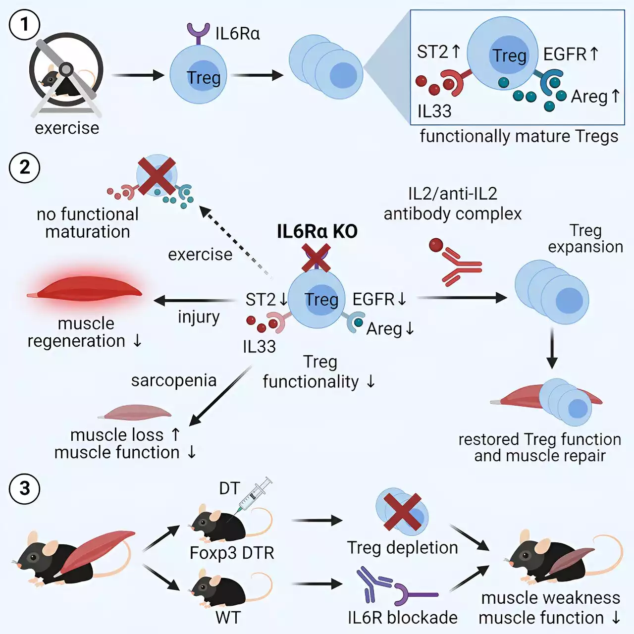 Exercise and muscle regulation: Implications for diabetes and obesity