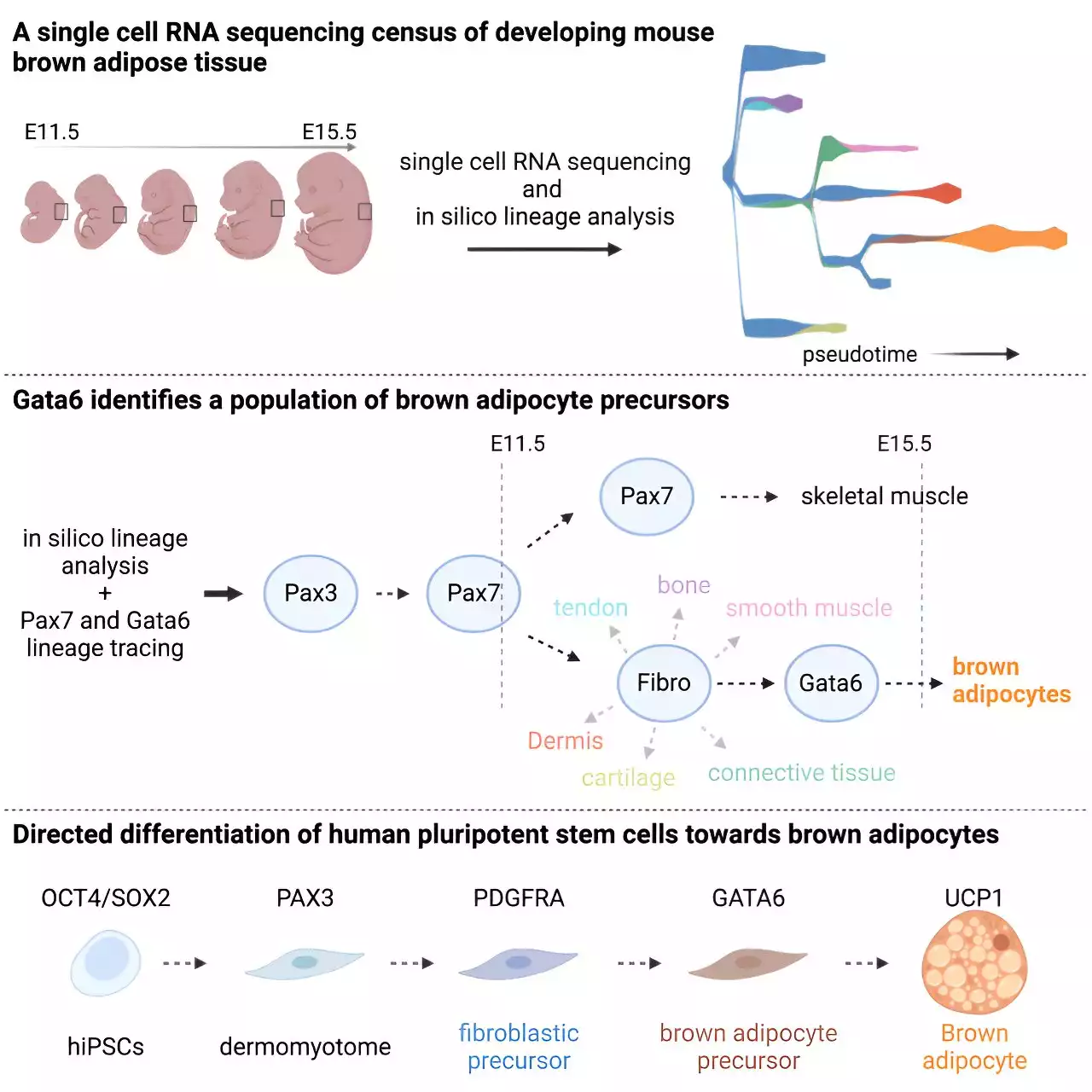 New model for in vitro production of human brown fat cells lays groundwork for obesity, diabetes cell therapy