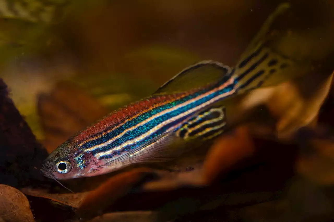 Researchers develop novel method using MRI to study diseases modeled in zebrafish