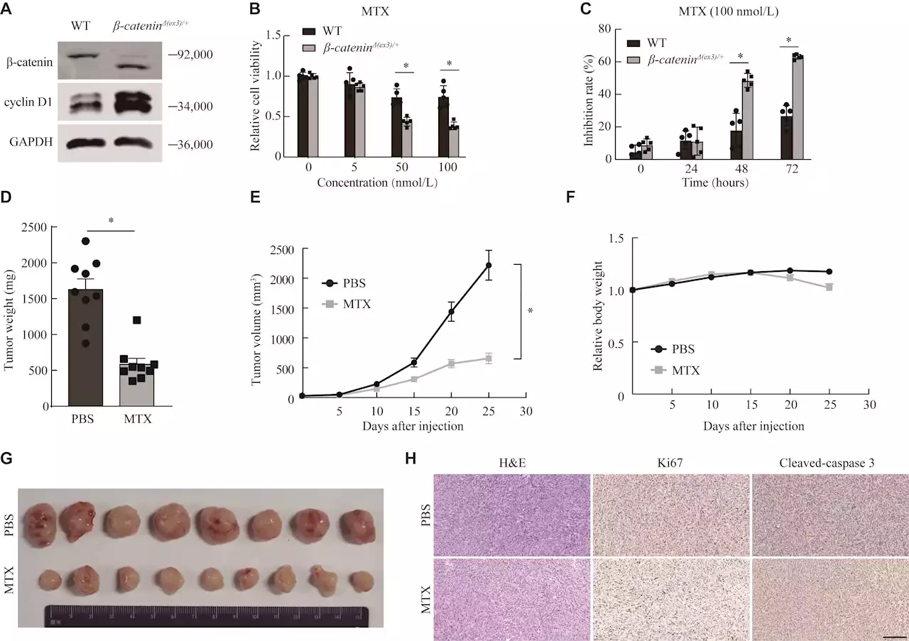 Study reveals potential of methotrexate to treat liver cancer