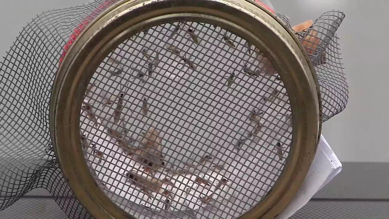 Concerns over West Nile virus grow as first two deaths confirmed in DuPage County