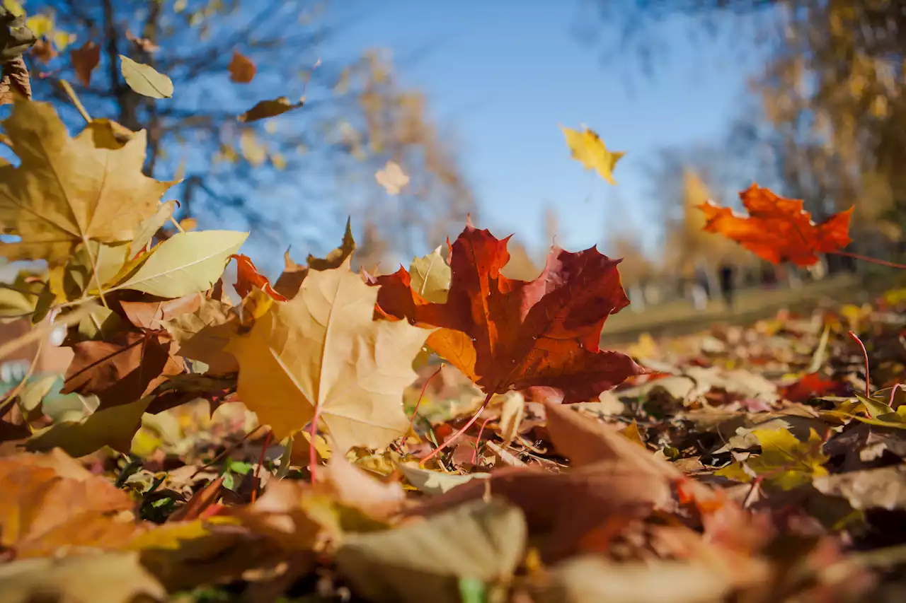 Illinois state park among America's ‘hidden gems' for fall foliage