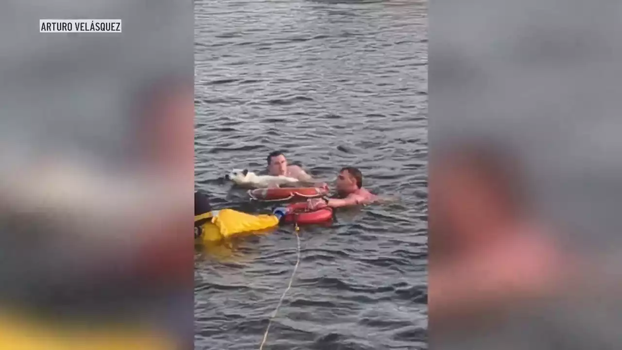 WATCH: Dog rescued from Boston Harbor