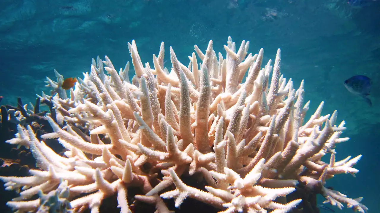 Scientists might have found a solution to save world's coral reefs