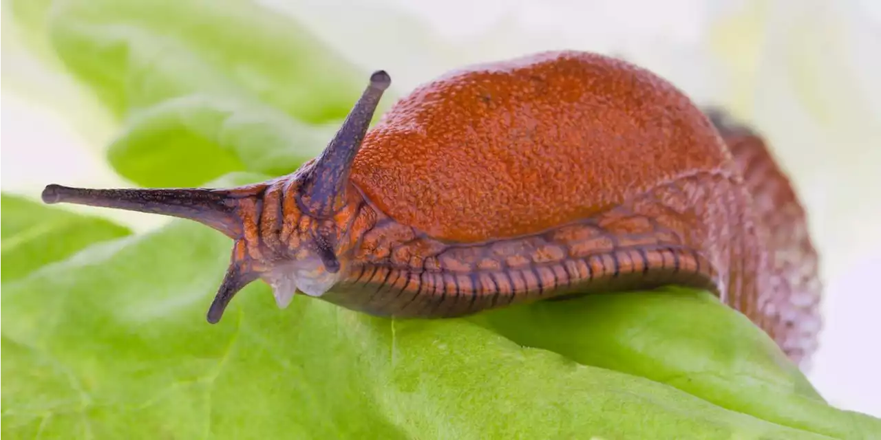 Kurioser Vorfall an Kreuzung: Nacktschnecke legt Verkehr lahm