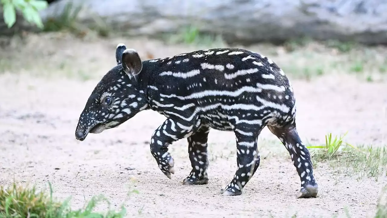 Tapir-Nachwuchs: Sorge um neugeborenes Jungtier