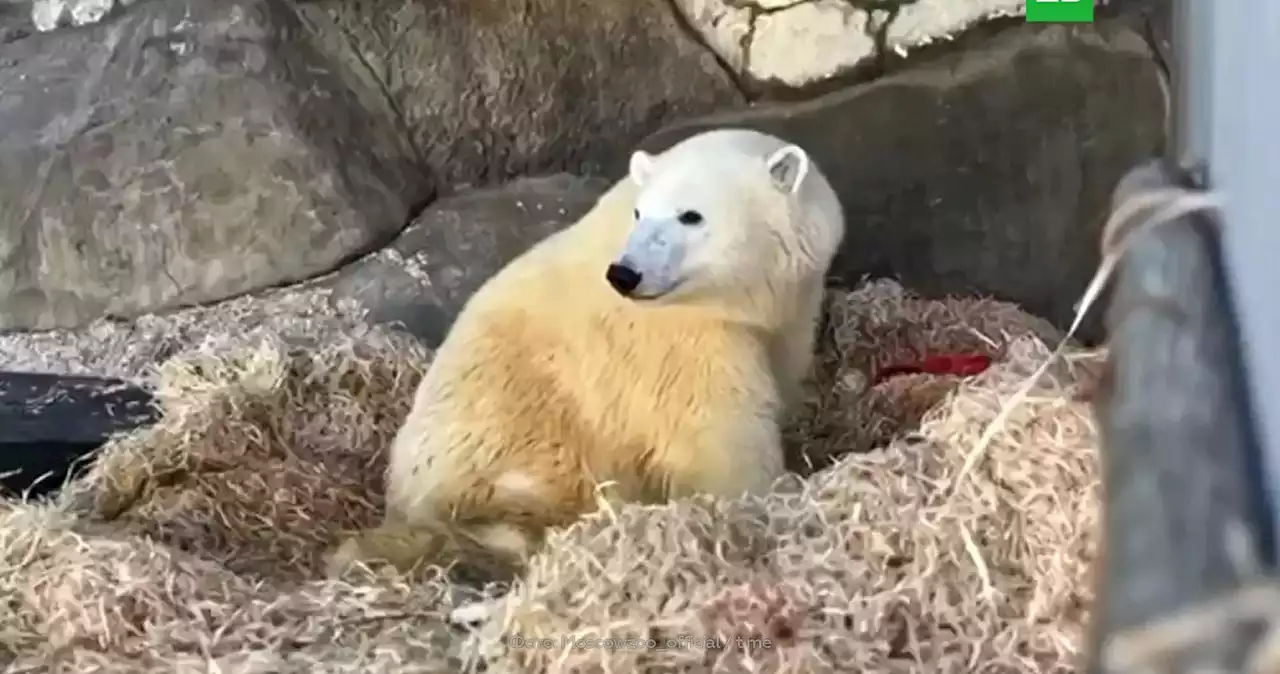 Умер белый медведь Диксон из Московского зоопарка