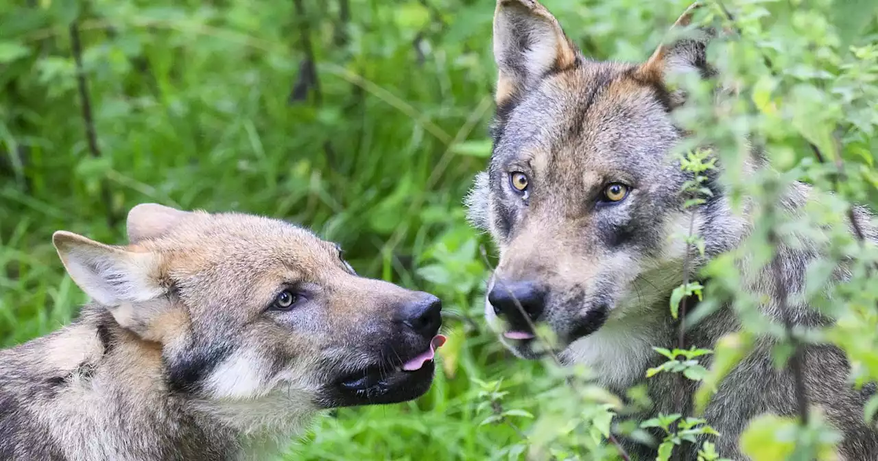 Förderung für Herdenschutz vor Wolf auf mehr Flächen in NRW