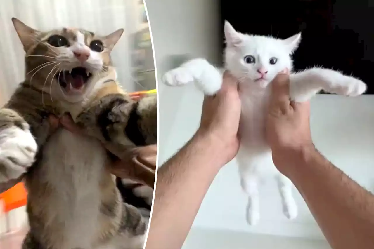 Cats are being ‘tortured’ in cruel TikTok trend: animal activists