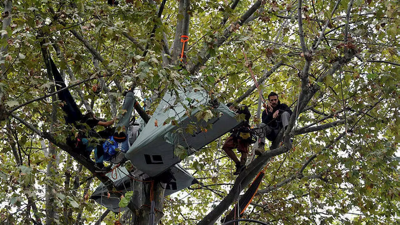 Autoroute A69 : l'ex-député Cédric Villani grimpe à un arbre pour rejoindre le militant Thomas Brail