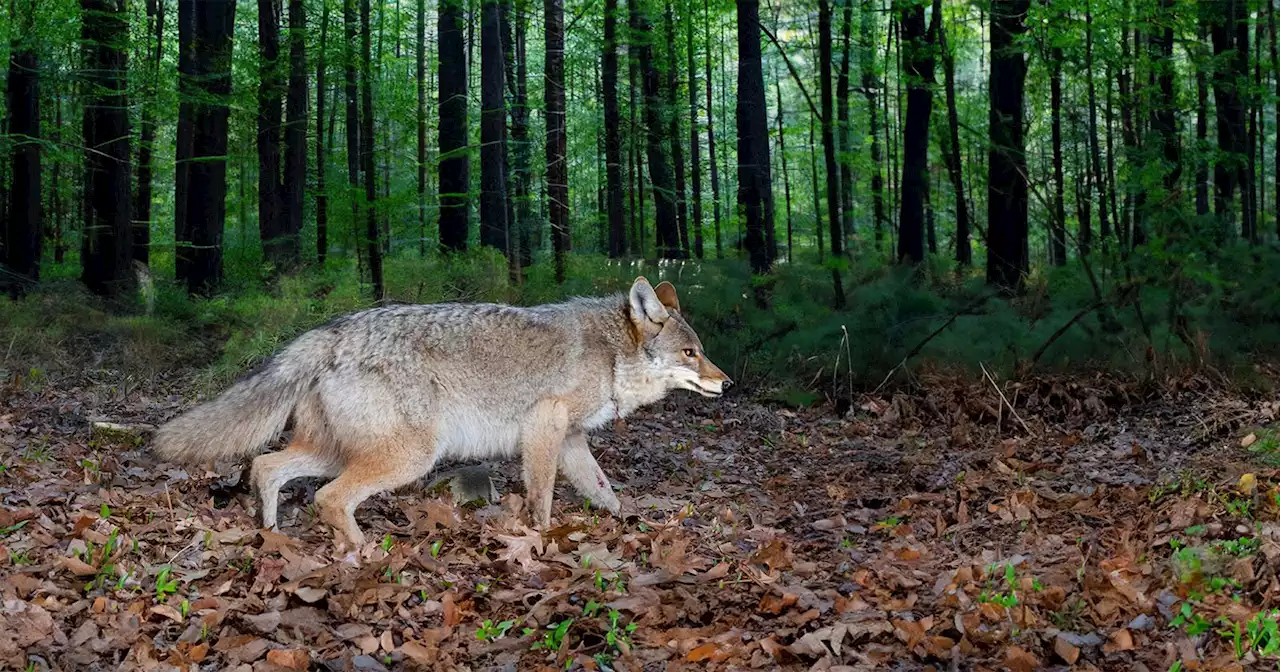 A Massachusetts Teen Turns Wildlife Photography Into a Mission