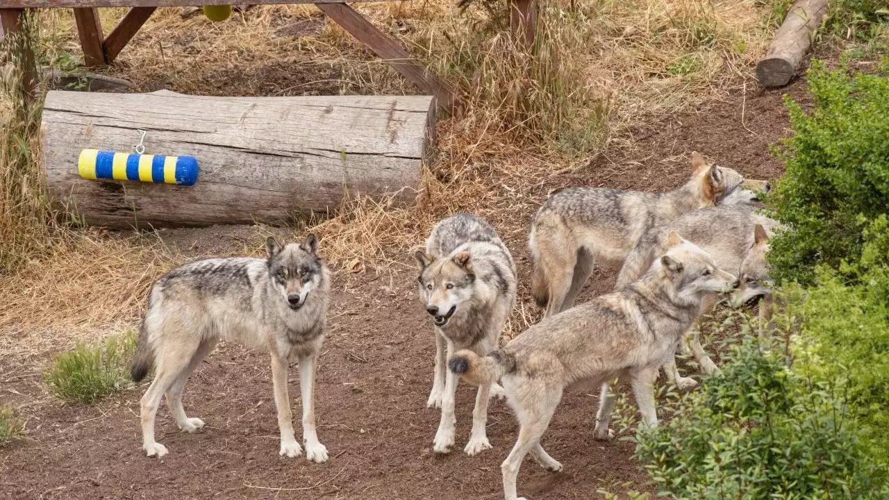 Gray wolf personality research uses puzzle boxes, rain sticks