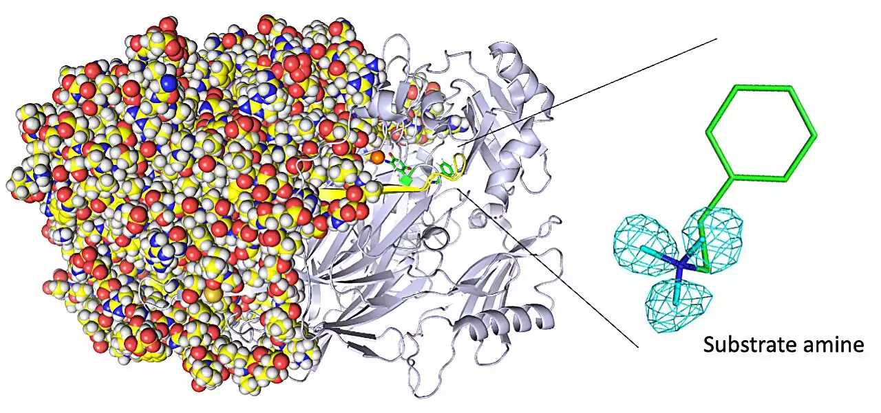 Imaging the smallest atoms provides insights into an enzyme's unusual biochemistry