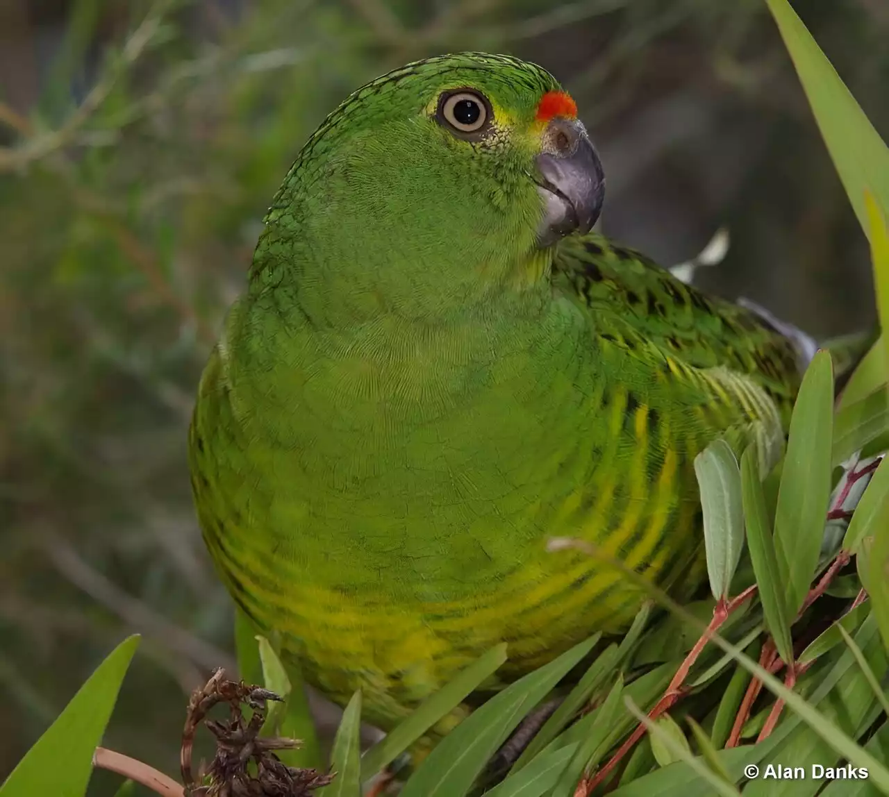 Plant pathogen threatens rare parrot