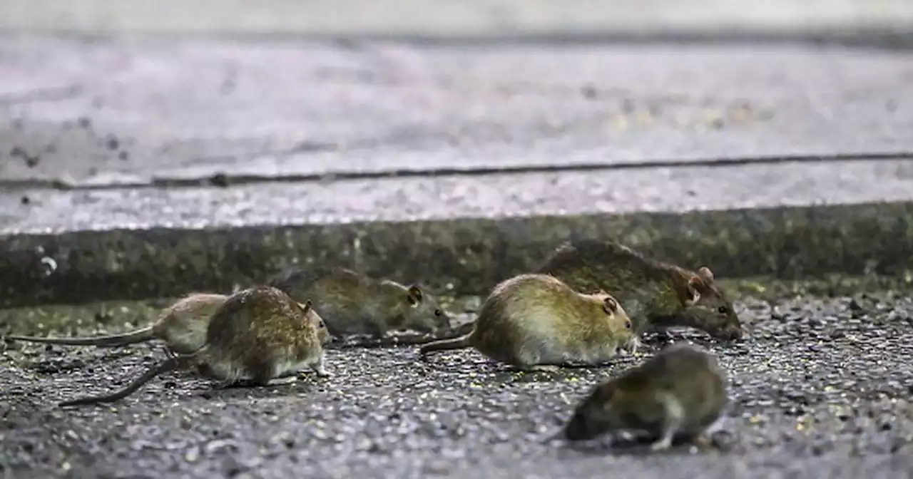 Las ratas invadieron un colegio de Bogotá: los roedores caían del techo durante las clases