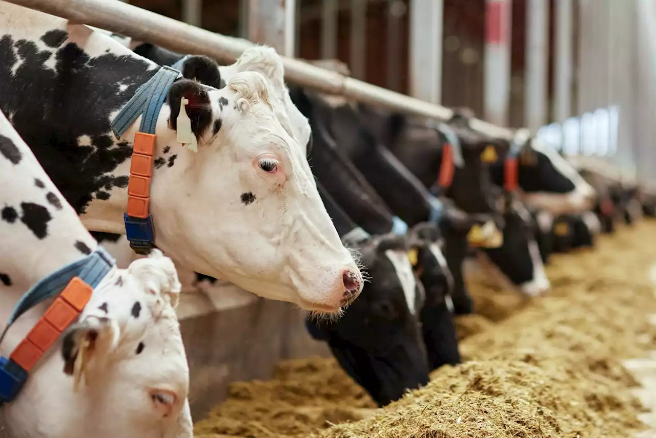 Newfoundland and Labrador funding multiple livestock and dairy projects