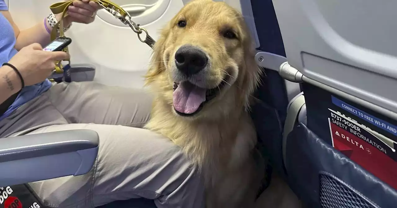 Cachorros entrenados para ser asistentes se ganan las alas en un aeropuerto cerca de Detroit