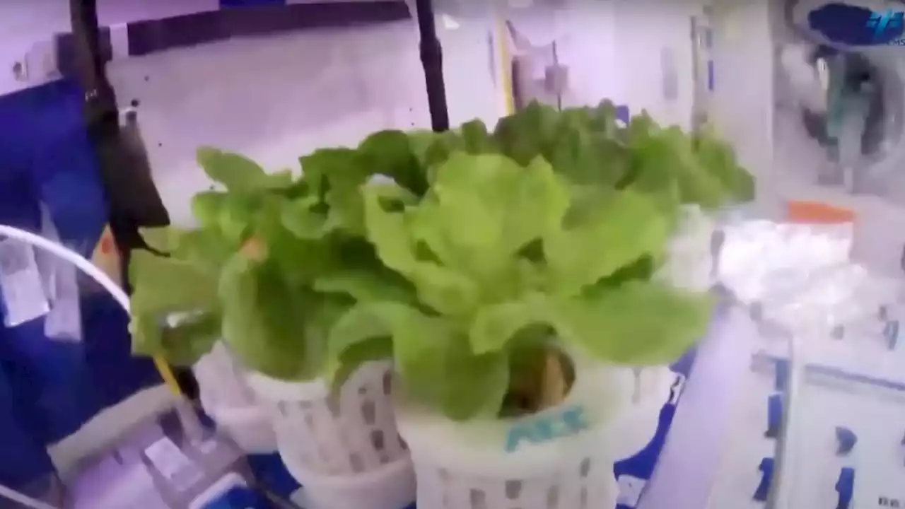 China's astronauts have been tending a 'space garden' in orbit (video)