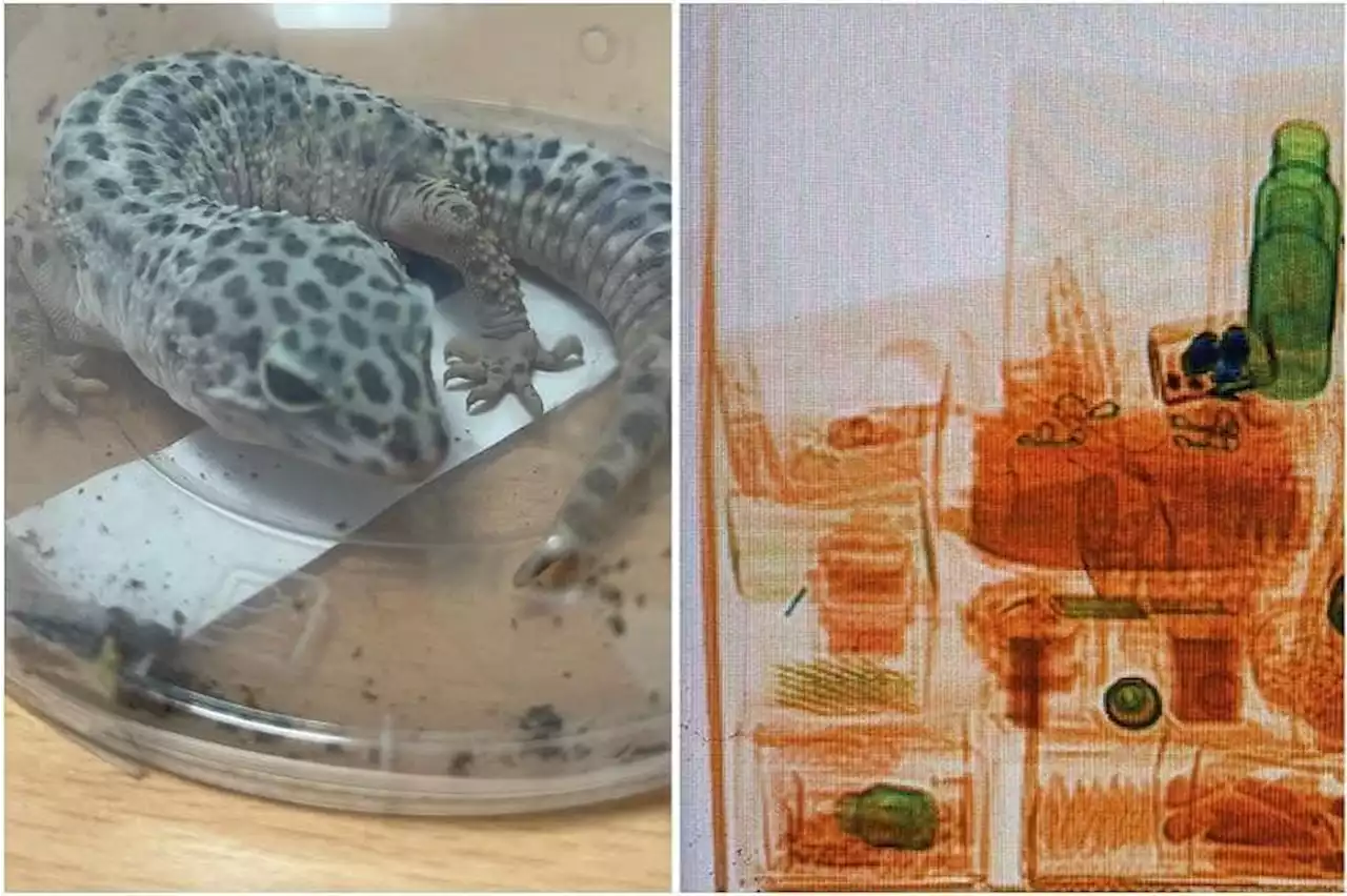 Attempt to smuggle live leopard gecko at Changi Airfreight Centre foiled