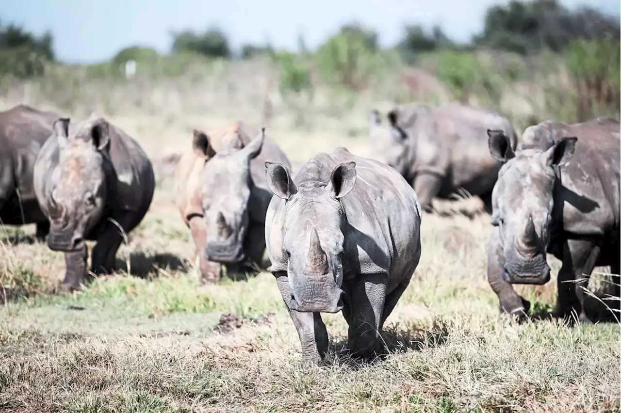 US court sentences Malaysian to 18 months' jail for trafficking over 200kg of rhino horns