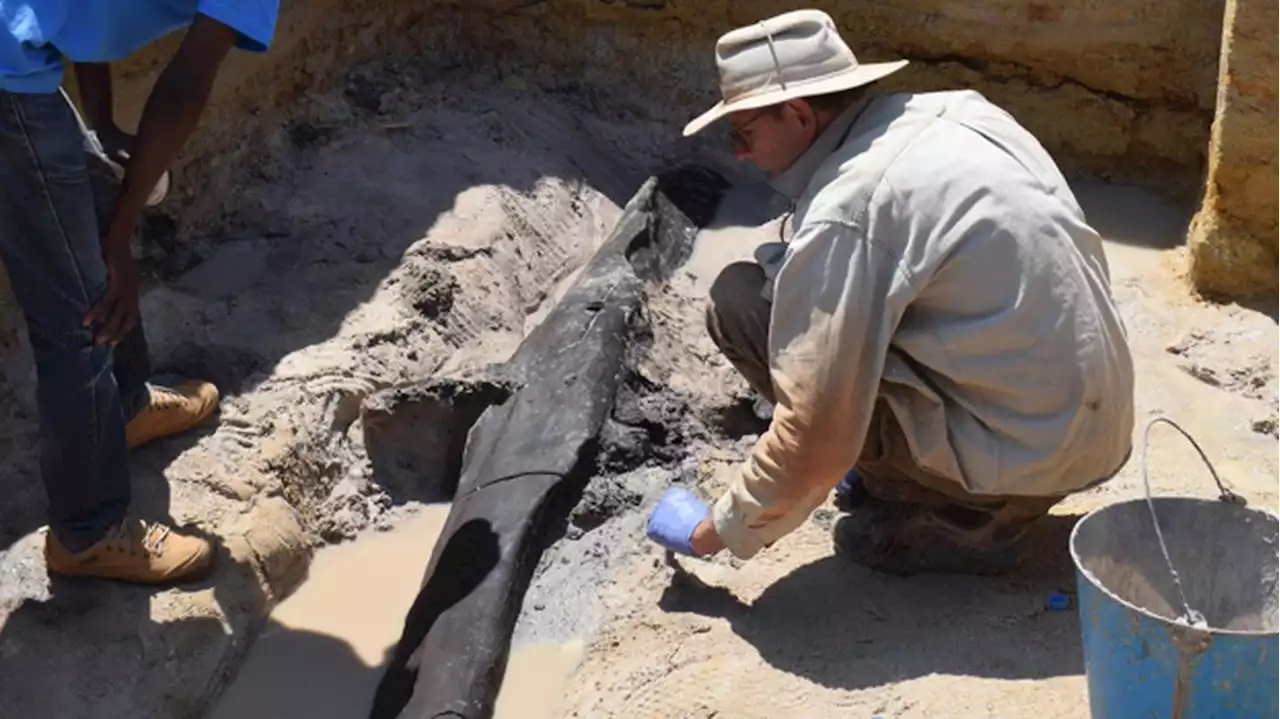 Holzfunde aus der Steinzeit: Menschen zimmerten bereits vor 480.000 Jahren