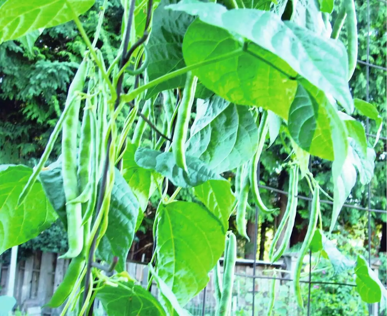 Helen Chesnut's Garden Notes: Sunlight 'windows' help grapes ripen