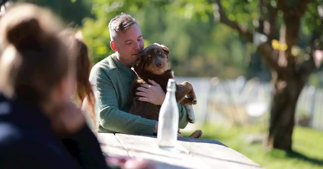 Derfor er det ikke en «Farmen»-hund i år